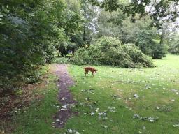 Ruud 01 Hoge bomen vangen veel wind